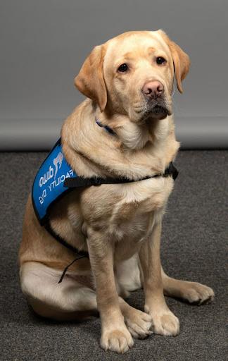 Woody, a yellow labrador duo facility dog